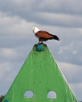 sea eagle