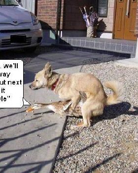 duck and dog 1
