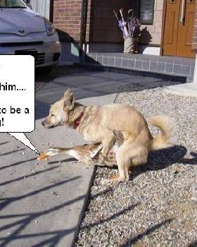 duck and dog 2