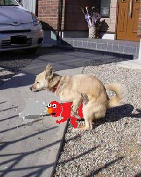 duck