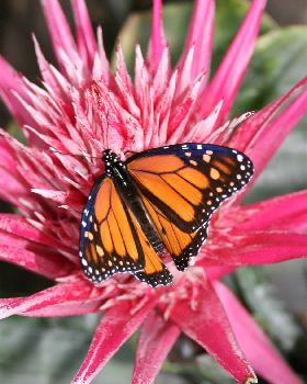 butterfly