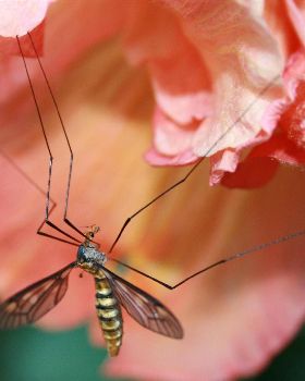 mosquito