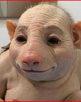 Swine Flu
