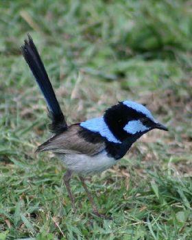 Blue Robin