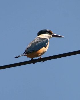 Kingfisher