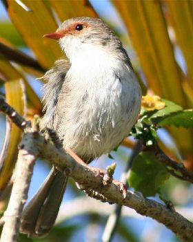 Robin