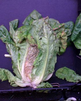 lettuce