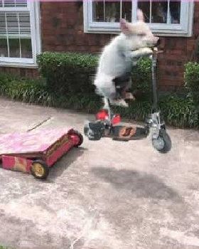 The Swine Flew
