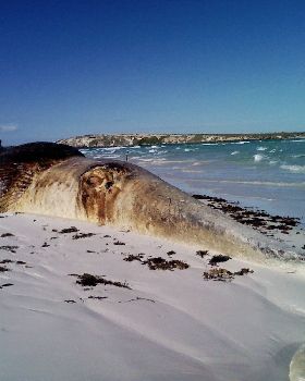 Whale Pic 1