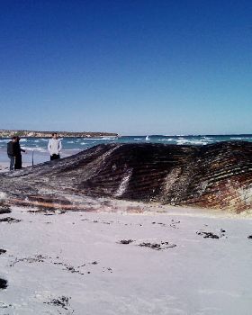 Whale Pic 2