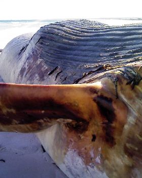 Whale Pic 3