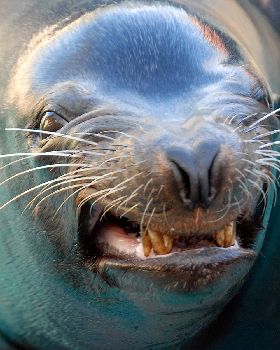 seal