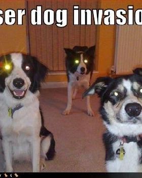 Lazer dogs