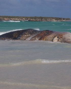 Whale