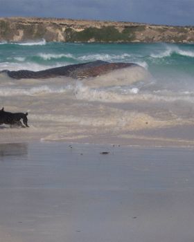 Whale