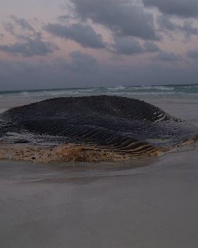 Whale