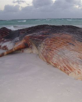 Whale