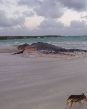 Whale