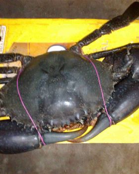 crab