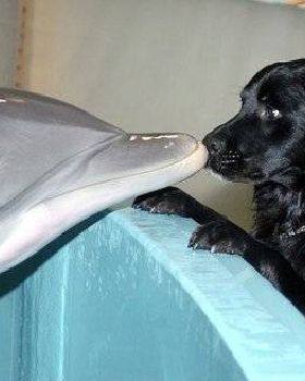Guide Dog Training