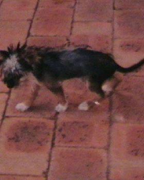 Niki----------------------