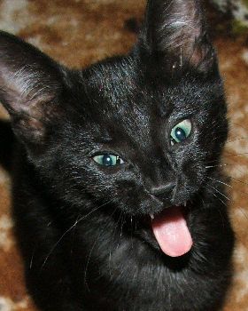 My New Cat