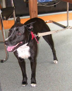 Found female black dog - Fremantle area