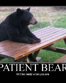 patient bear