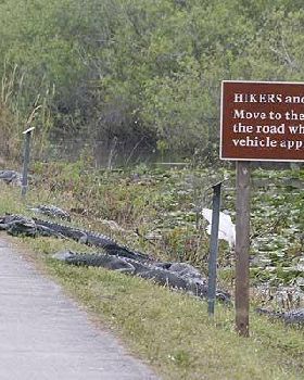 Pay your road tax or else...