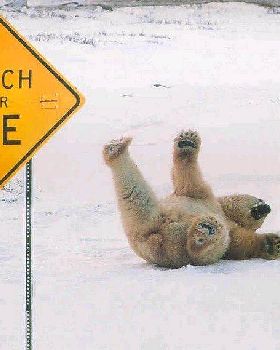 PolarBearIce