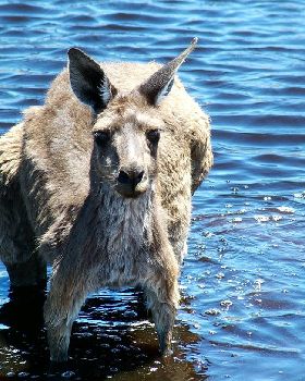 Down at the local roo wash.