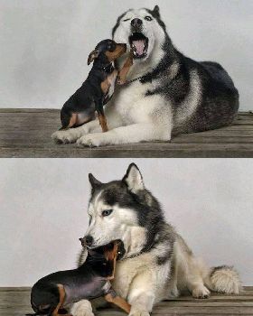 the-dog-dentist       say 'ahhhhh'