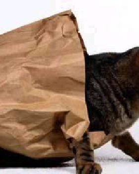 cat-bag