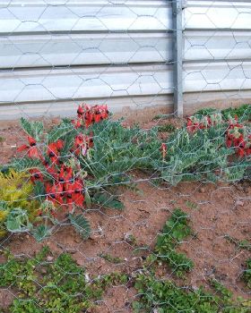 STURT PEA 09