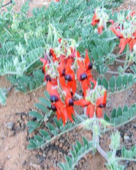 STURT PEA 09