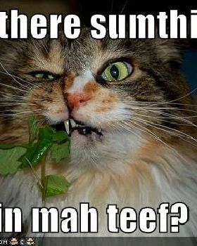 funny-pictures-something-in-cats-teeth
