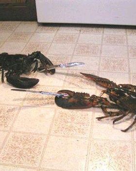 wtf pics-lobster-knife-figh