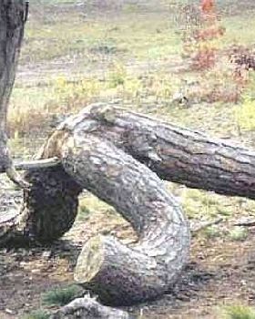 WhereTreesComeFrom[1]