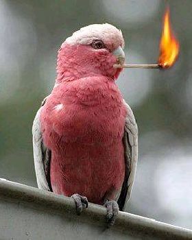 Flamin-galah[1]