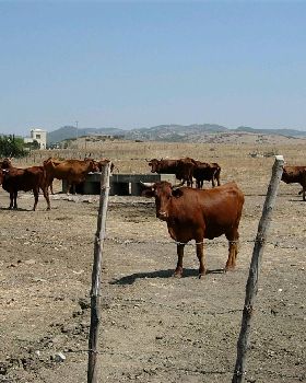 COW PADDOCK