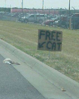 FreeCat