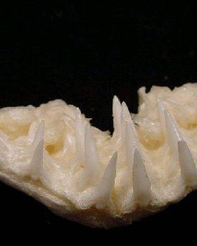 wobbegong-lower