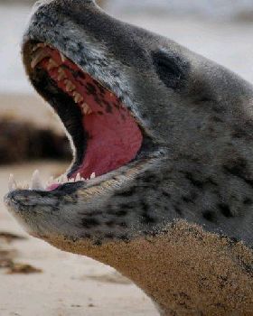 sea leopard