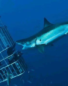 giant female shark off Guadalope Island