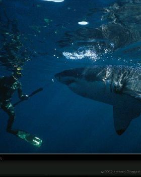 great-white-and-diver-649471-sw