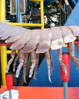 ROV Hitchhiker 1