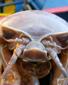 ROV Hitchhiker 2
