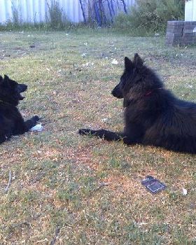 Alli&Roxie001
