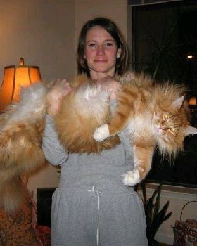 large cat