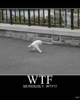 633776650595956775-wtf
